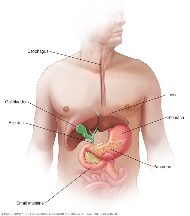 消化系统中的胰腺