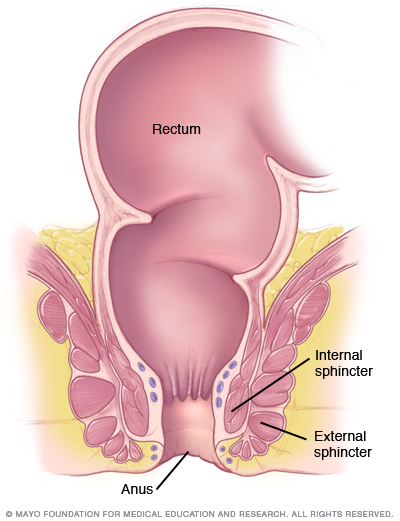 Anal Sphincter Control 4