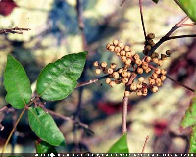 Photograph showing poison ivy plant with berries 
