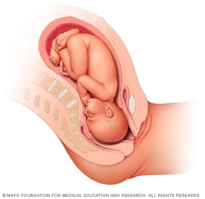 Ilustración de un feto 38 semanas después de la concepción 