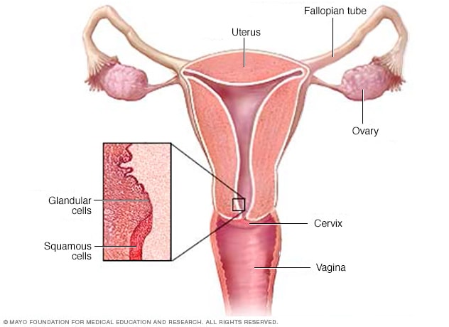 in vagina cells Glanular