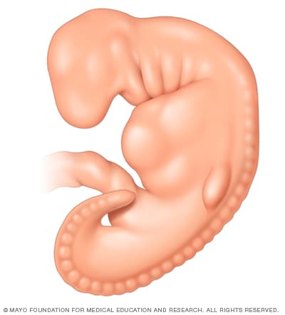 Embryo four weeks after conception 