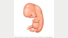 Embryo seven weeks after conception