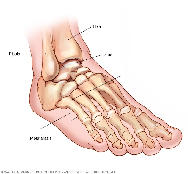 Huesos del pie y el tobillo 