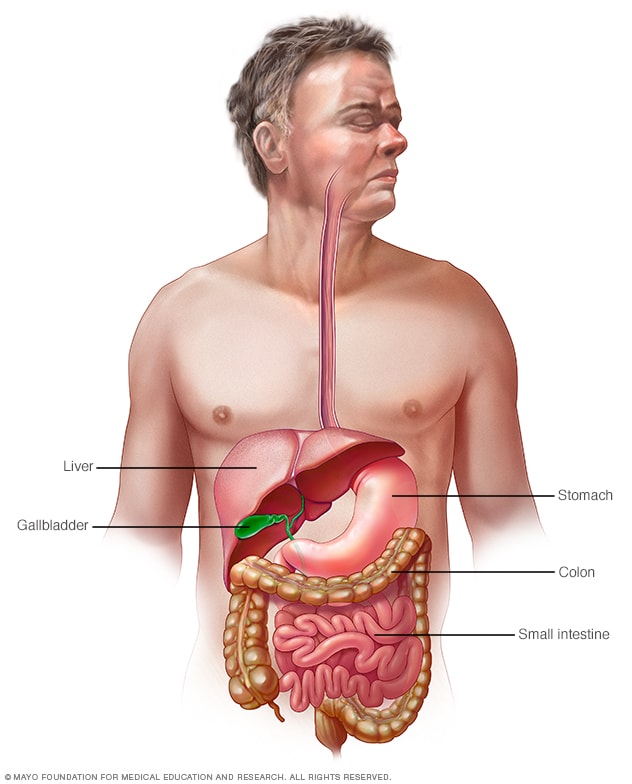 Gastrointestinal tract