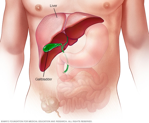 El hígado, ubicado sobre el estómago