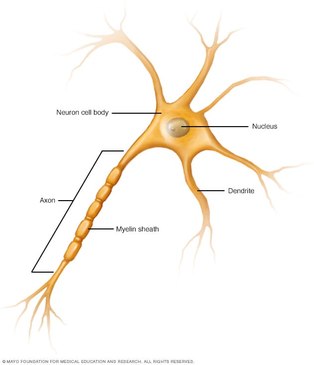 Una célula nerviosa (neurona), que muestra el axón y las dendritas