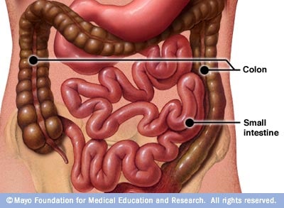 What does the colon do in the human body?