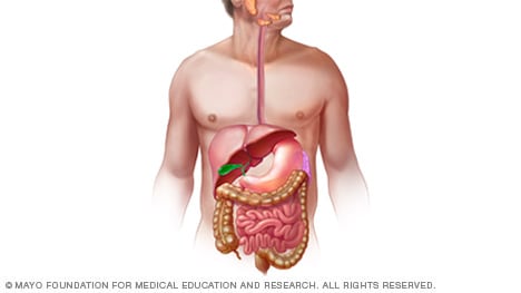 Illustration of digestive system