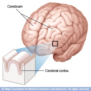 Illustration of cerebrum