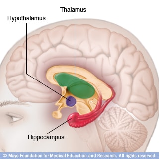 Illustration of thalamus, hypothalamus and hippocampus
