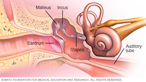 Partes del oído medio