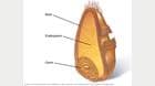 Corte transversal del grano completo que muestra el salvado, el endospermo y el germen