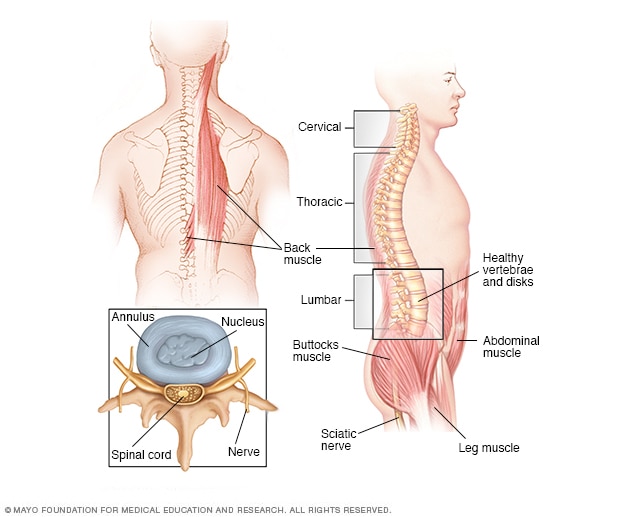 脊柱解剖结构