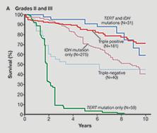 Overall survival in the glioma molecular groups