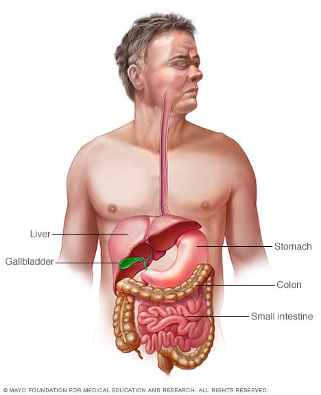 Illustration of digestive system in human body
