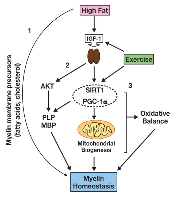 Dietary fat, exercise and myelin dynamics