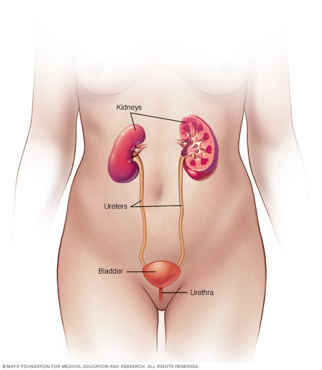 kidney-infection-symptoms-and-causes-mayo-clinic