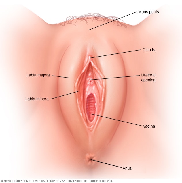 Ilustración que muestra los genitales externos femeninos (vulva)