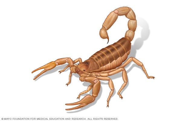 Los escorpiones usan sus colas para picar e introducir veneno.