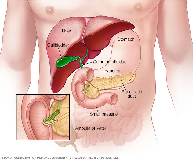 Partes del sistema digestivo, con la ampolla de Vater