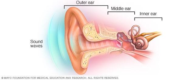 الأذن الخارجية والأذن الوسطى والأذن الداخلية