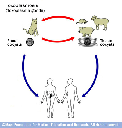 Dog Eats Cat Feces Toxoplasmosis Dog Eats Cat Feces Toxoplasmosis