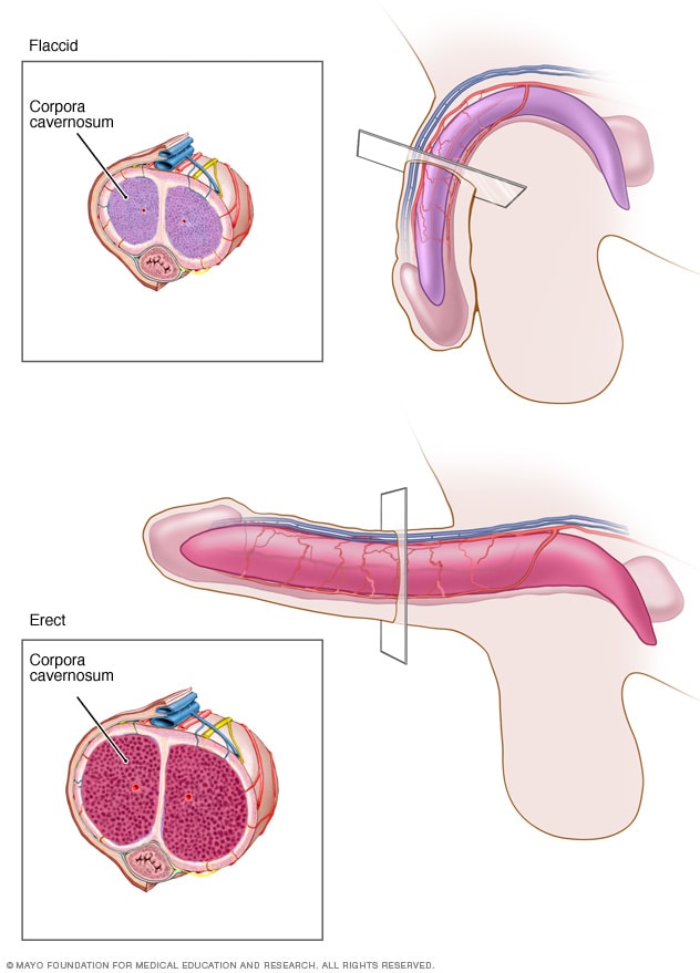 Illustration of erect penis 