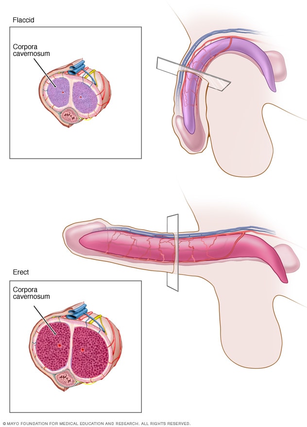 Illustration of erect penis