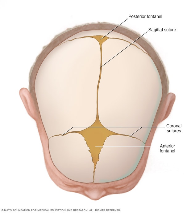 Cranial sutures and fontanels Mayo Clinic