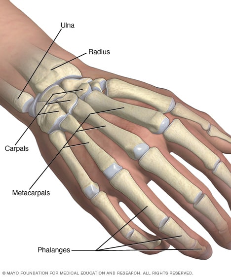 skeleton hand and wrist drawing