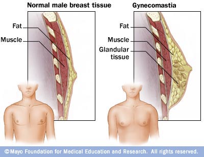 Testosterone gland