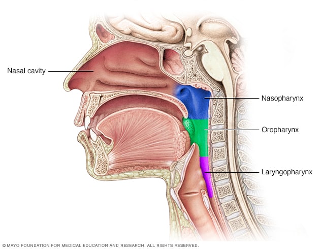 Pharynx And Throat
