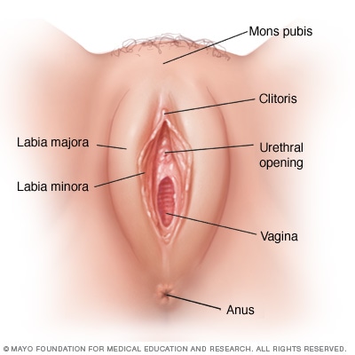 Category:Wet vulvas - Wikimedia Commons