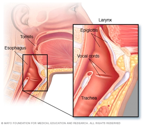 Illustration of the anatomy of the throat 
