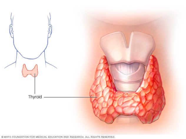 Illustration of thyroid gland showing larynx and trachea