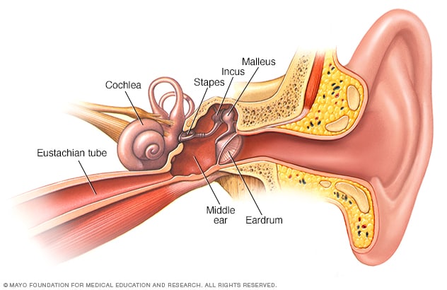 Illustration showing inside of your ear 