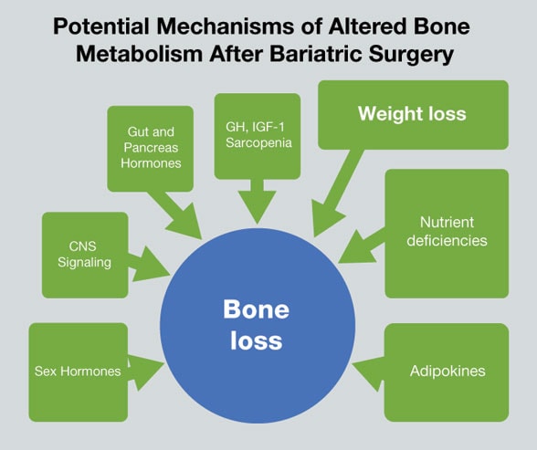 Mayo Clinic Weight Chart