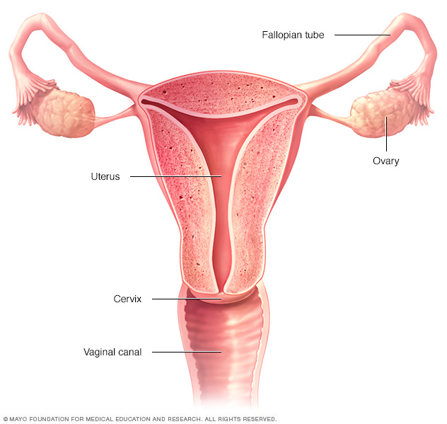 Illustration showing female reproductive organs