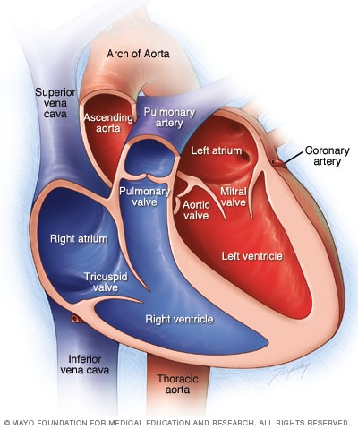 Chambers and valves of the heart - Mayo Clinic