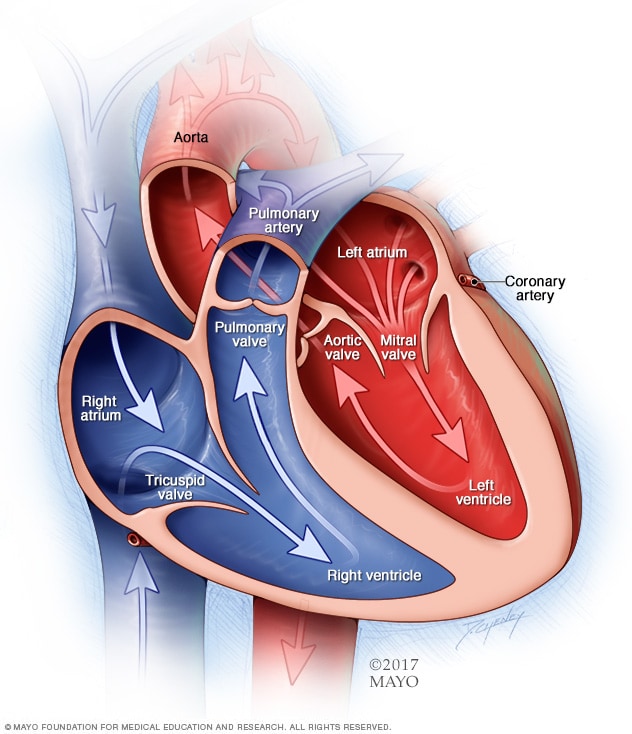 Chambers of the heart