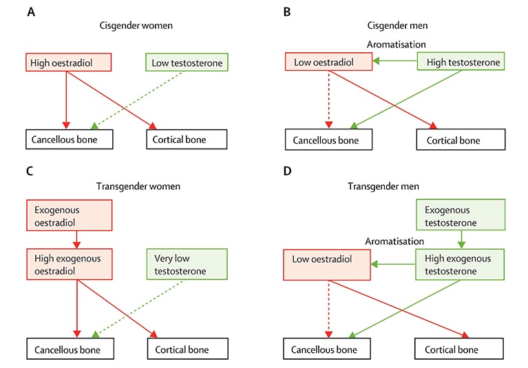 HRT MTF Hormones (Male to Female Hormones): MTF HRT Effects