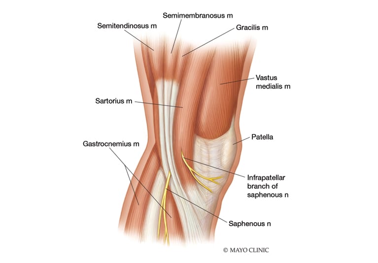 saphenous nerve knee