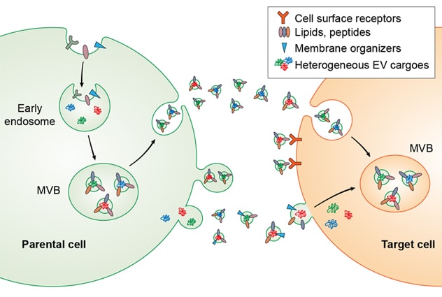 Extracellular vesicle release and transfer