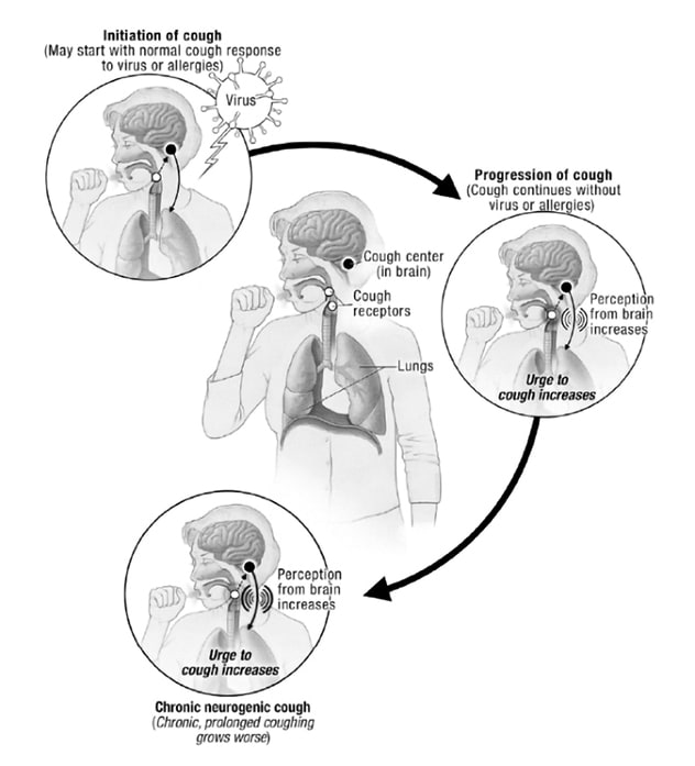 The cough cycle