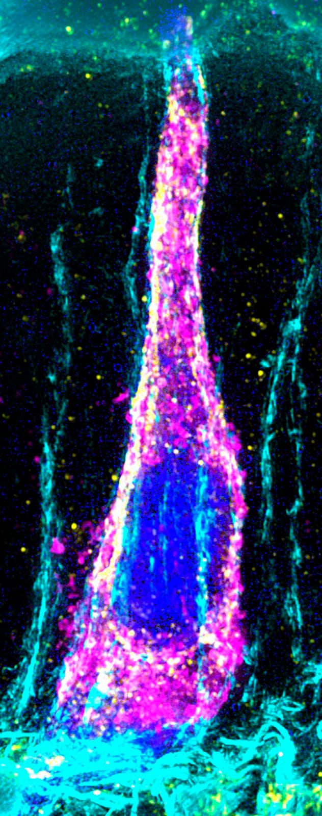 Super resolution image of a single gut touch sensor