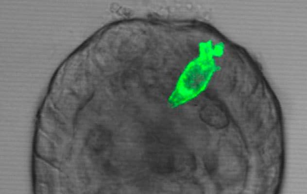 Optogenetic gut touch cell