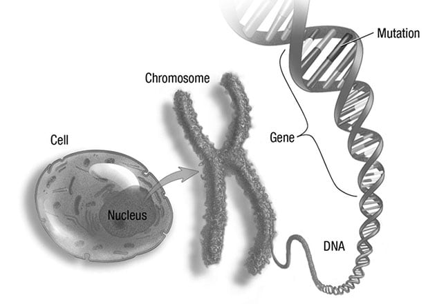 基因突变可能增加患卵巢癌的倾向