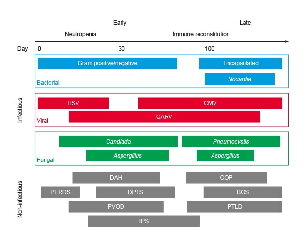 Time-course of pulmonary complications following hematopoietic stem cell transplantation