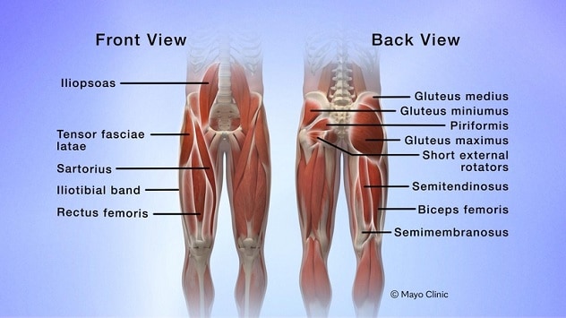 Got glutes? Part 1 — The role of the gluteus maximus and healthy